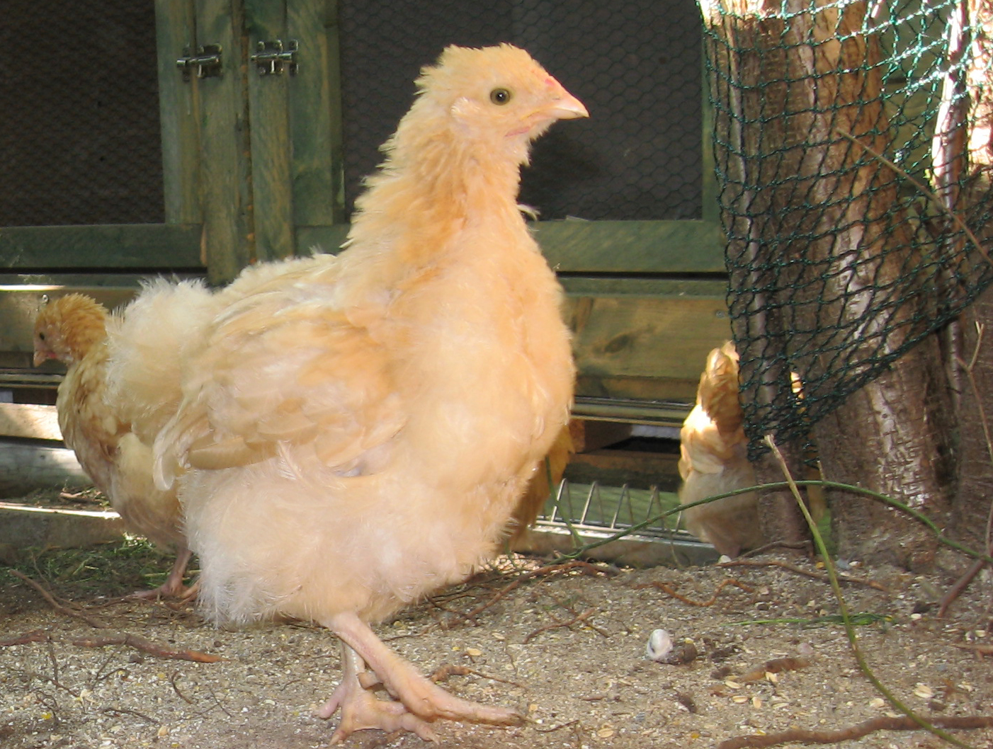 Orpington - Hühner 05 gelb (Mai 2009)